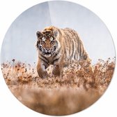 Tijger| 70 x 70 CM | Dieren op plexiglas | Wanddecoratie | Dieren Schilderij | 5 mm dik Plexiglas muurcirckel