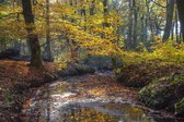 Fotobehang romantische bosbeek in de herfst 250 x 260 cm