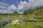 Fotobehang Loosdrecht bloeiende waterlelies 350 x 260 cm - € 235,--