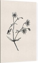 Grote Muur zwart-wit (Greater Stitchwort) - Foto op Canvas - 100 x 150 cm