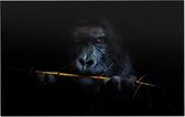 Gorilla met bamboe op zwarte achtergrond - Foto op Forex - 90 x 60 cm