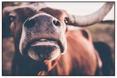 Texas longhorn van dichtbij - Foto op Akoestisch paneel - 150 x 100 cm