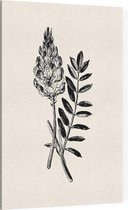 Esparcette zwart-wit (Sainfoin) - Foto op Canvas - 100 x 150 cm