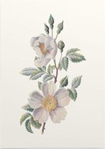 Bosroos (Field Rose) - Foto op Posterpapier - 42 x 59.4 cm (A2)