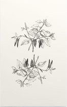 Berk zwart-wit plus (Birch) - Foto op Forex - 40 x 60 cm