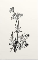 Franse Aardkastanje zwart-wit (Pig Nut) - Foto op Forex - 100 x 150 cm