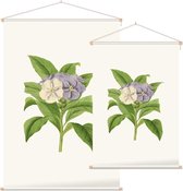 Brunfelsia Aquarel (Brunfelsia) - Foto op Textielposter - 120 x 180 cm