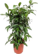 Dracaena Surculosa 70 cm
