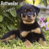 Rottweiler Puppies - Rottweiler Welpen 2021