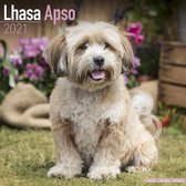 Lhasa Apsos - Lhasaterrier 2021 - 18-Monatskalender mit frei