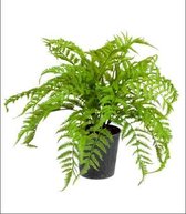 Kunstplant - In Pot - Varen - Bosvaren - 43 cm - In cadeauverpakking met gekleurd lint