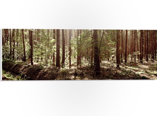 WallClassics - PVC Schuimplaat - Bomen in het Bos met Groene Bladeren - 60x20 cm Foto op PVC Schuimplaat (Met Ophangsysteem)