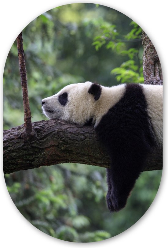 Muurovaal - Kunststof Wanddecoratie - Ovalen Schilderij - Panda - Boom - Dieren - Natuur - 40x60 cm - Ovale spiegel vorm op kunststof