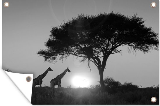 Tuindecoratie Giraffen voor de ondergaande zon - zwart wit - 60x40 cm - Tuinposter - Tuindoek - Buitenposter