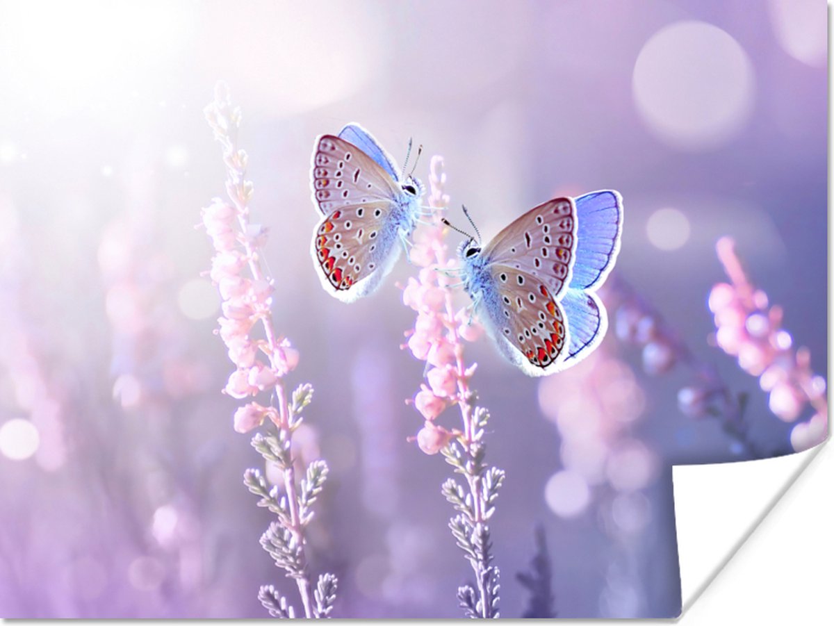 Poster Vlinder - Lavendel - Bloemen - Paars - 40x30 cm