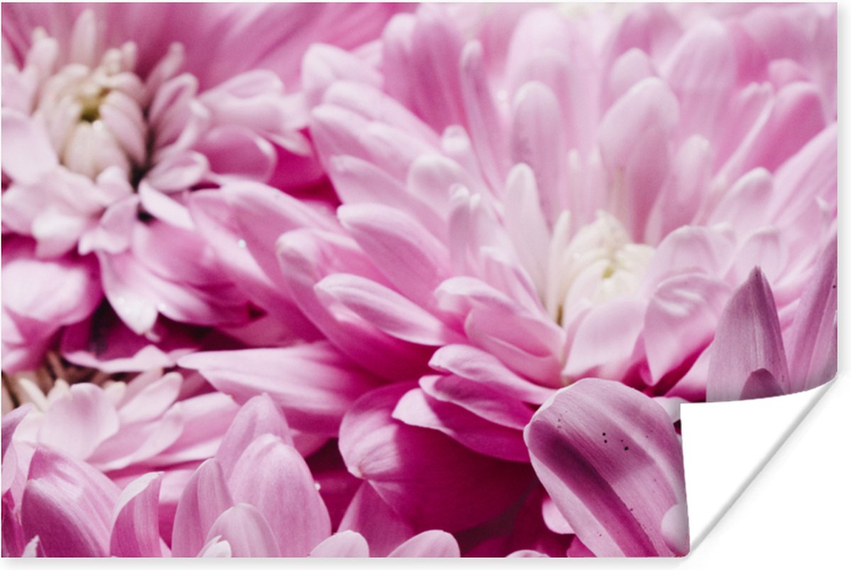 Poster Bloemen - Roze - Natuur - 60x40 cm