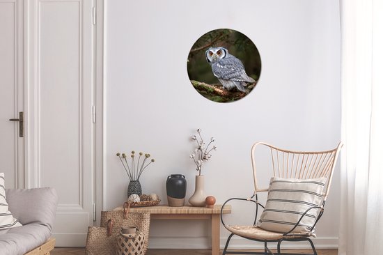 Cercle mural - Cercle mural - Hibou - Vogel - Branches - Mousse - Plastique - 30x30 cm - Cercle mural forêt - Cercle mural intérieur - Cercle Décoration murale - Tableaux ronds