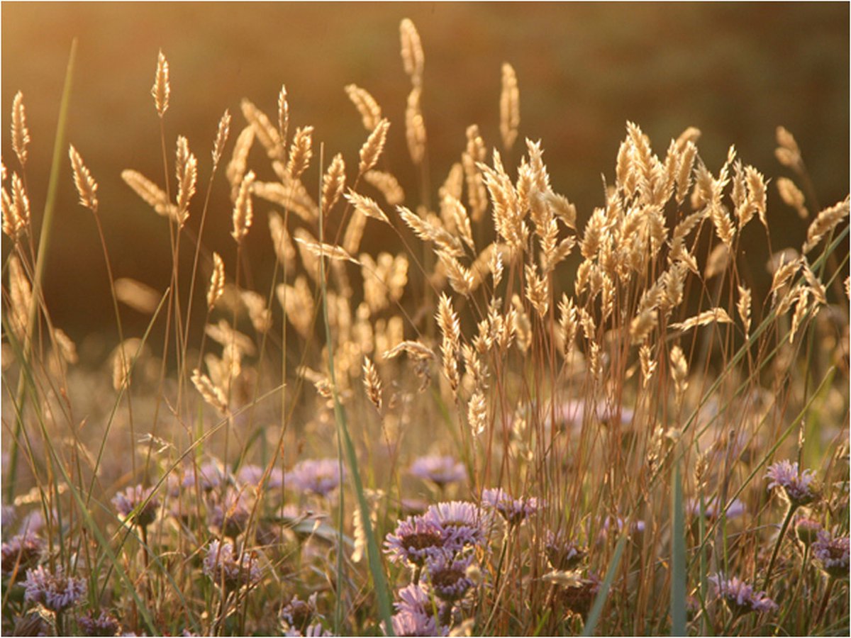 Fotobehang - Awakening ceral field.