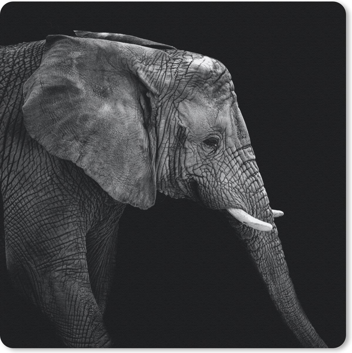 Muismat 30x30 cm - Mousepad Olifant - Zwart wit - Portret - Dieren - Muismatten