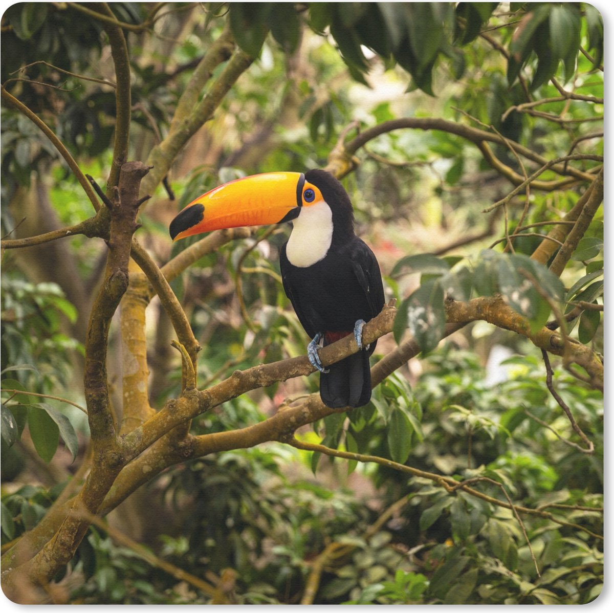 Muismat 30x30 cm - Mousepad Vogel - Toekan - Jungle - Natuur - Tropisch - Muismatten