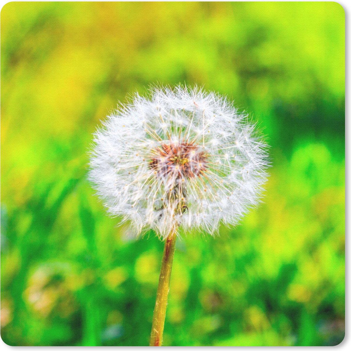 Muismat 20x20 cm - Mousepad Paardenbloem - Grasveld - Bloem - Muismatten