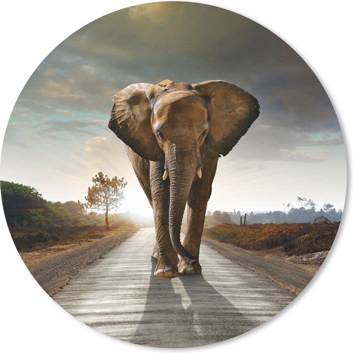 Muismat - Mousepad - Olifant - Weg - Dieren - Zonsondergang - Savanne - Landschap - 40x40 cm - Muismatten