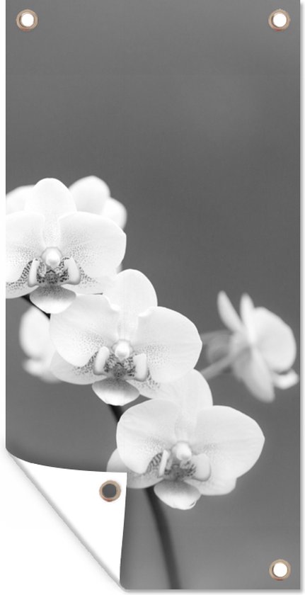 Poster de jardin Orchidée - Fleurs - Plante - Wit - Violet - 30x60 cm - Toile jardin - Poster extérieur