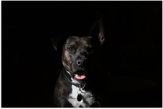 WallClassics - Poster (mat) – Joyeux Staffordshire Bull Terrier avec fond sombre – 60 x 40 cm Photo sur papier poster avec aspect mat