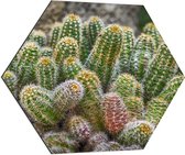 WallClassics - Dibond Hexagon - Kleine Cactussen bij Elkaar - 70x60.9 cm Foto op Hexagon (Met Ophangsysteem)
