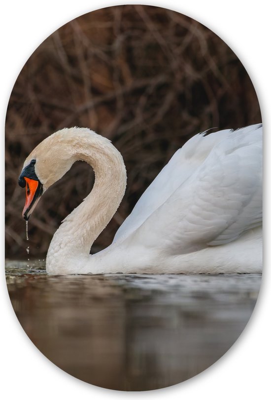 Muurovaal - Kunststof Wanddecoratie - Ovalen Schilderij - Zwaan - Water - Dieren - Vogel