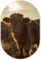 Wall Oval - Décoration murale en plastique - Peinture ovale - Highlander écossais - Coucher de soleil - Herbe - 60x90 cm - Forme miroir ovale sur plastique