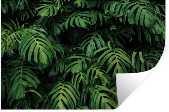 Stickers muraux - Feuilles - Monstera - Abstrait - 30x20 cm - Film Adhésif