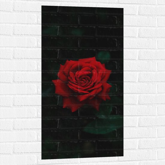 WallClassics - Muursticker - Prachtige Rode Roos - 50x100 cm Foto op Muursticker
