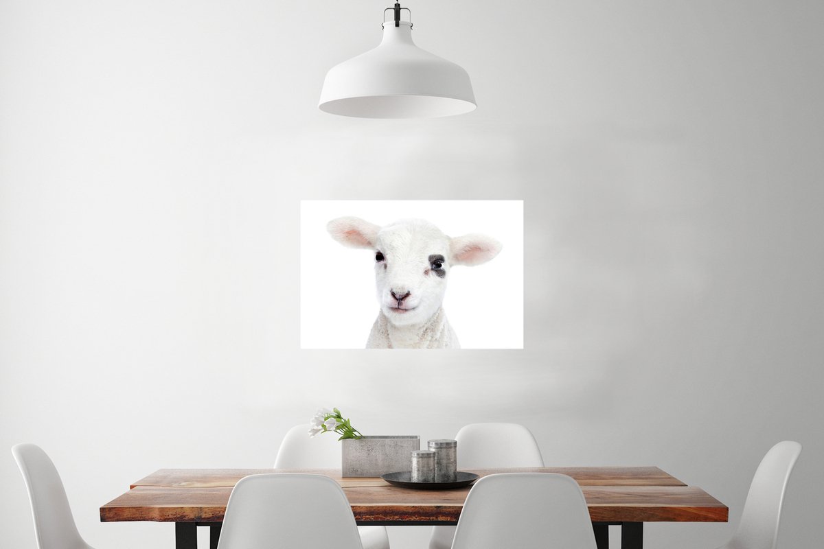 Poster Lam - Wit - Dieren - Natuur - 60x40 cm