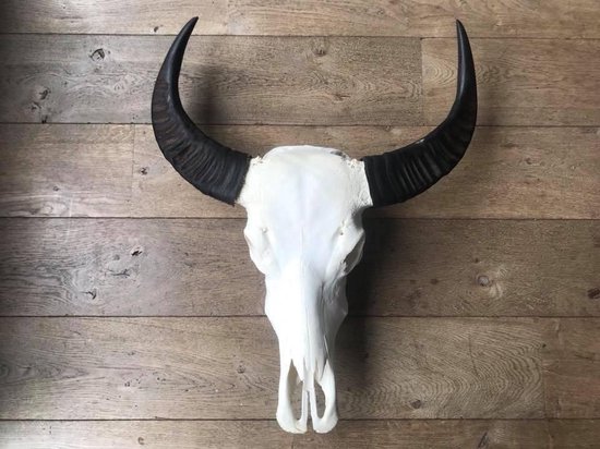 Skull echt buffel