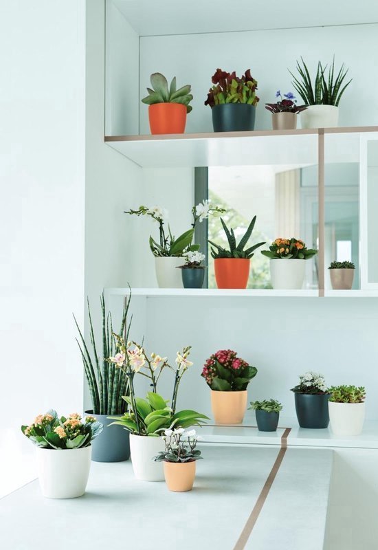 Plantes en pots colorés sur des étagères blanches dans un cadre épuré.