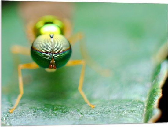 Acrylglas - Close-up van Ogen van Groen Insect op Groen Blad - 80x60 cm Foto op Acrylglas (Met Ophangsysteem)