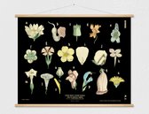 Heruitgave van vintage antieke Franse schoolplaat - Kleurrijke bloemen (orde: lamiales)