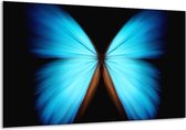 Glasschilderij Vlinder - Blauw, Zwart - 120x70cm 1Luik - Foto Op Glas - Geen Acrylglas Schilderij - GroepArt 6000+ Glasschilderijen Art Collectie - Wanddecoratie - Woonkamer - Slaapkamer