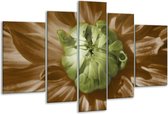 Glasschilderij Bloem - Groen, Bruin, Wit - 170x100cm 5Luik - Foto Op Glas - Geen Acrylglas Schilderij - 6000+ Glasschilderijen Collectie - Wanddecoratie