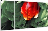 Peinture sur verre tulipe | Rouge, vert, blanc | 160x80cm 4 Liège | Tirage photo sur verre | F003858