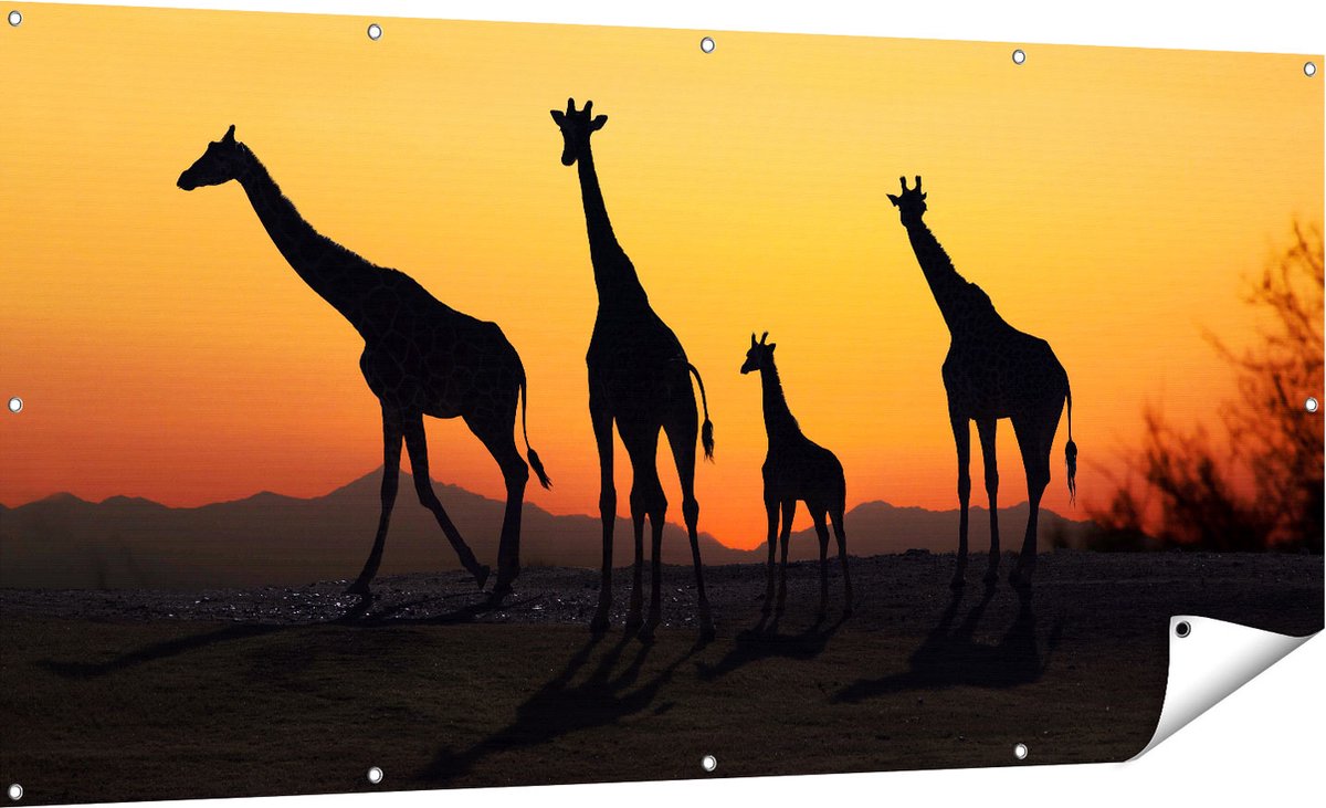 Gards Tuinposter Vier Giraffe Silhouetten bij Zonsondergang - 180x90 cm - Tuindoek - Tuindecoratie - Wanddecoratie buiten - Tuinschilderij Multikleur