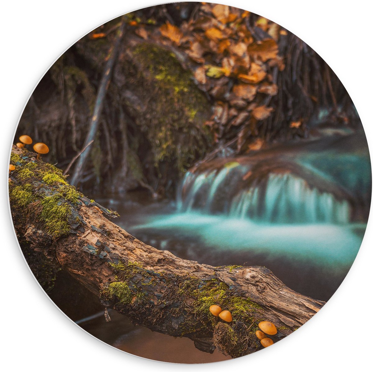 PVC Schuimplaat Muurcirkel - Smalle Boomstam voor Rustige Waterval - 60x60 cm Foto op Muur