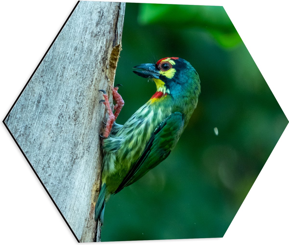 Dibond Hexagon - Groene Kopersmid Vogel tegen Boomstam in de Groene Natuur - 50x43.5 cm Fo