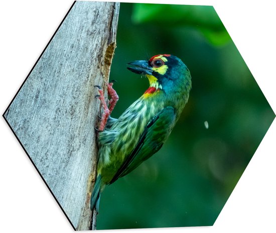 Dibond Hexagon - Groene Kopersmid Vogel tegen Boomstam in de Groene Natuur - 50x43.5 cm Foto op Hexagon (Met Ophangsysteem)