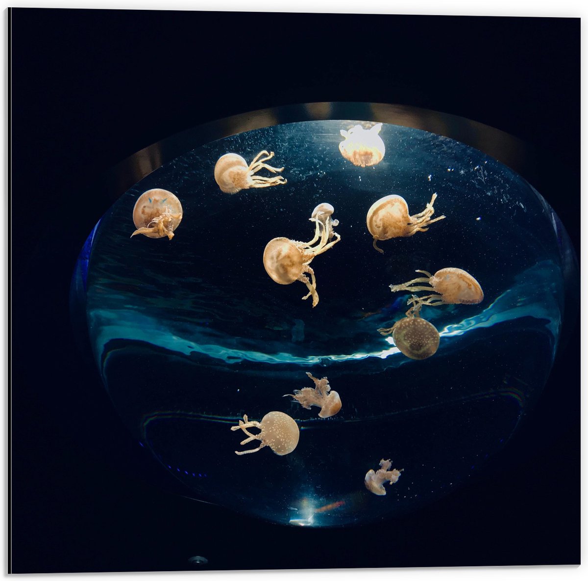 Dibond - Groepje Oranjekleurige Kwallen in Bolvormig Aquarium - 50x50 cm Foto op Aluminium (Wanddecoratie van metaal)