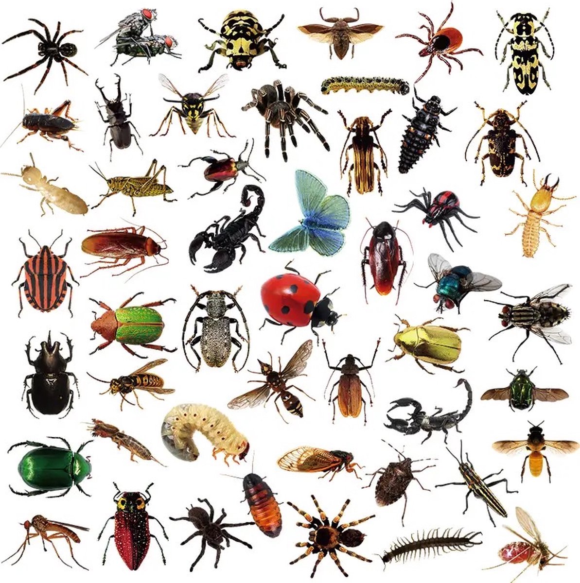 Insecten Stickers 50 Stuks | Scrapbook Stickers | Vlinder | Spin | Bij | Wesp | Vlieg | Laptop Stickers | Kinderen | Volwassenen | Stickervellen | Plakstickers | Koffer | Bullet Journal | Planner Stickers | Dieren | Watervaste Stickers — afbeelding 4