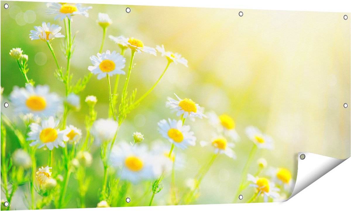 Gards Tuinposter Witte Kamille Bloemen met Zonneschijn - 140x70 cm - Tuindoek - Tuindecoratie - Wanddecoratie buiten - Tuinschilderij Multikleur