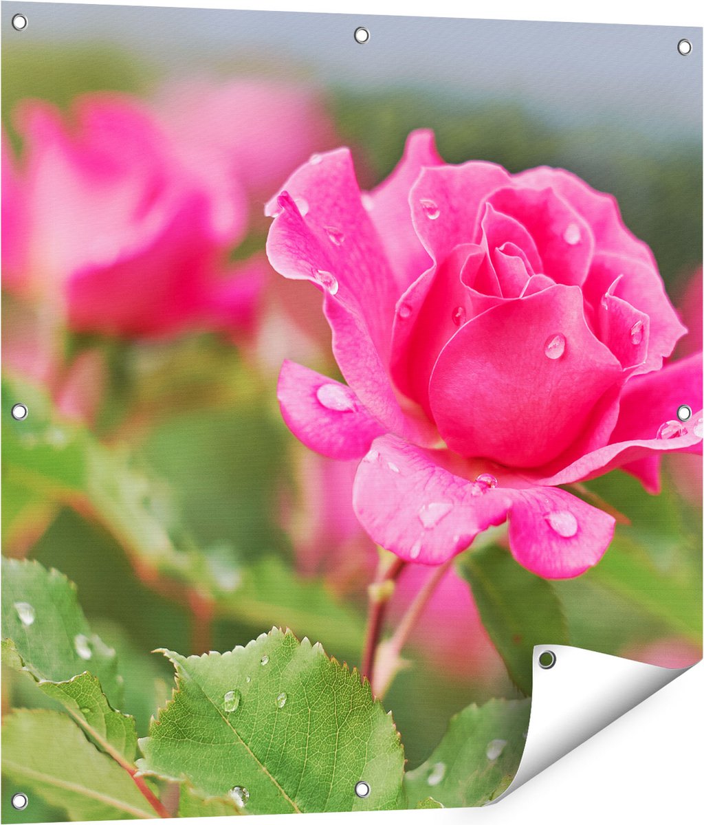Gards Tuinposter Roze Roos met Waterdruppels - 80x80 cm - Tuindoek - Tuindecoratie - Wanddecoratie buiten - Tuinschilderij Multikleur