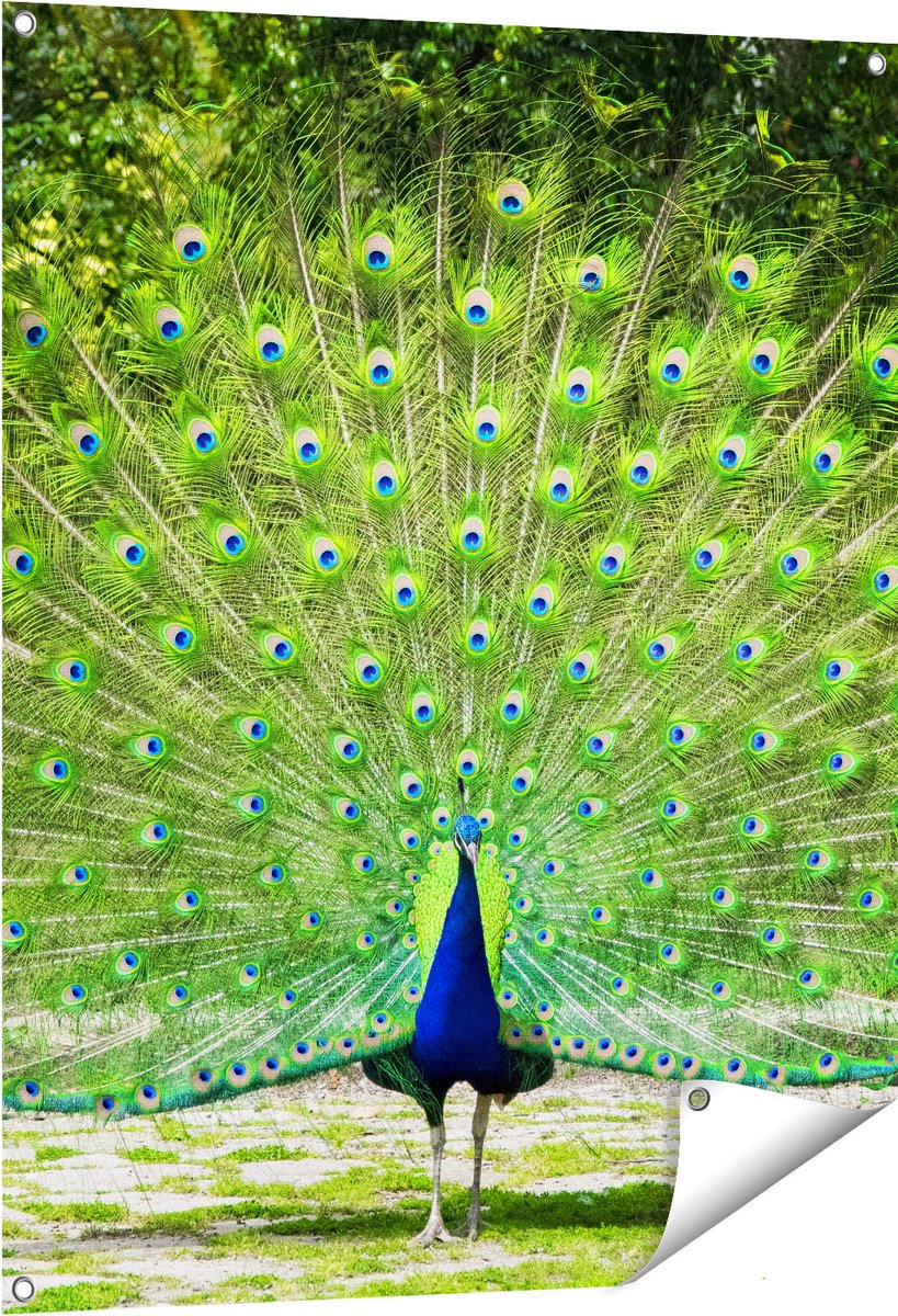 Gards Tuinposter Pauw met Grote Kleurrijke Veren - 80x100 cm - Tuindoek - Tuindecoratie - Wanddecoratie buiten - Tuinschilderij Multikleur